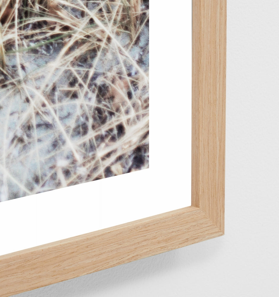 Beach Grass Print by Warranbrooke