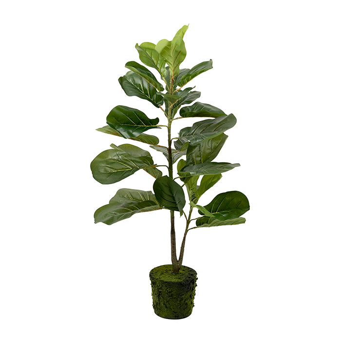 TAMMY PVC BARE ROOT FIDDLE LEAF LGE