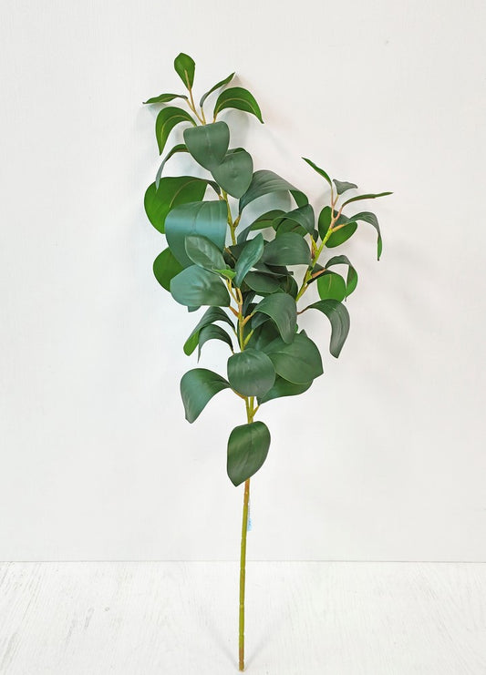 Camellia Leaves Branch