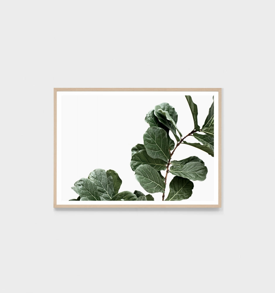 Fiddle Leaf Portrait Print by Middle of Nowhere