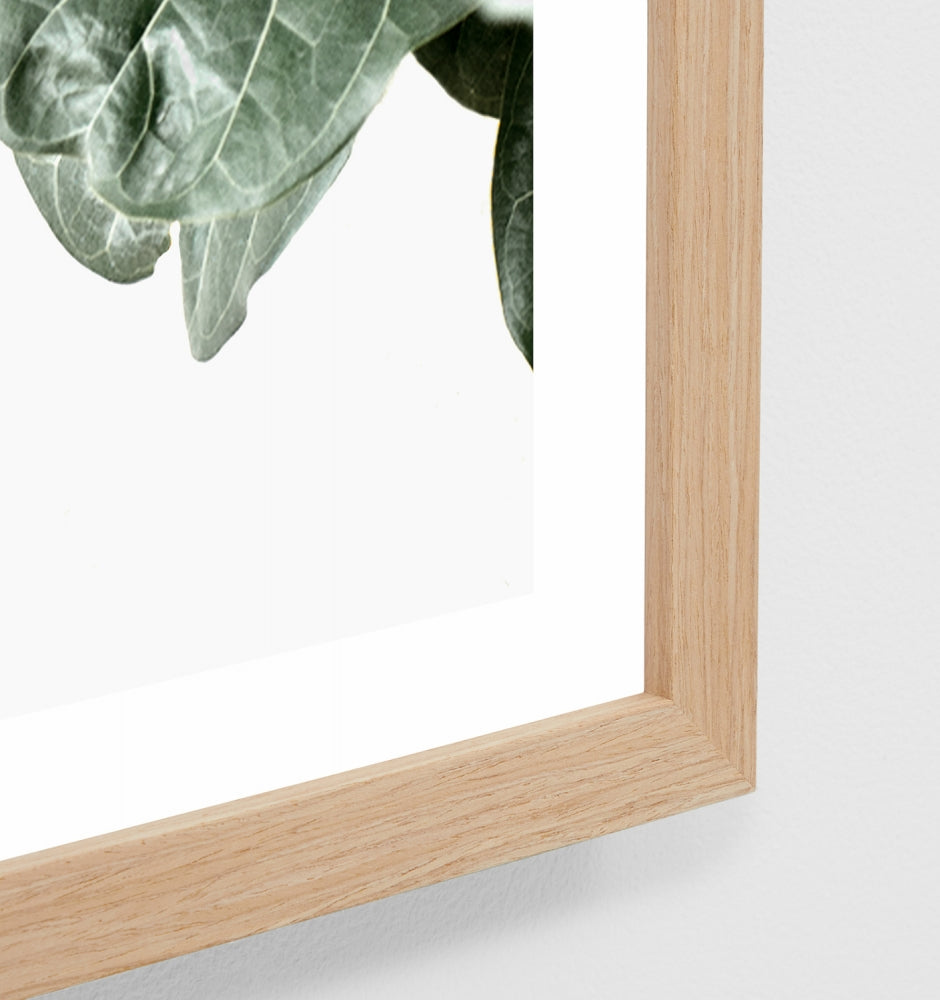 Fiddle Leaf Portrait Print by Middle of Nowhere