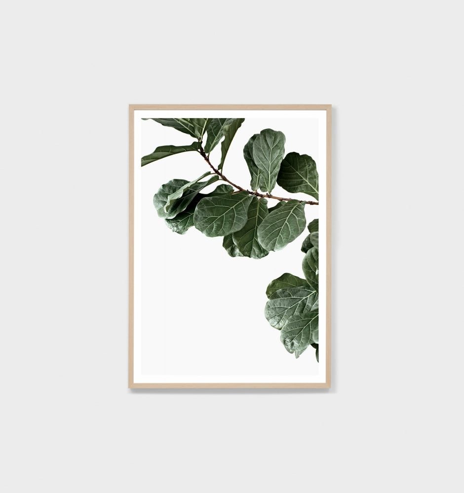Fiddle Leaf Portrait Print by Middle of Nowhere